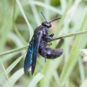 Austroscolia soror at Macarthur, ACT - 22 Feb 2022 01:55 PM