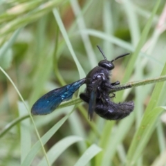 Austroscolia soror at Macarthur, ACT - 22 Feb 2022 01:55 PM