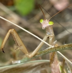 Unidentified Praying mantis (Mantodea) at Wanniassa Hill - 22 Feb 2022 by RAllen