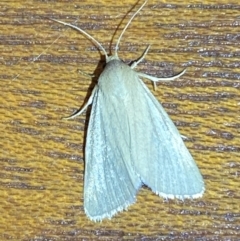 Heliocheilus (genus) at Jerrabomberra, NSW - 22 Feb 2022