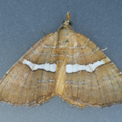Chrysolarentia leucozona (White-zoned Carpet) at Kosciuszko National Park - 20 Feb 2022 by jb2602