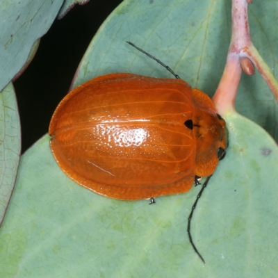 Paropsis augusta (A eucalypt leaf beetle) at Thredbo, NSW - 21 Feb 2022 by jb2602