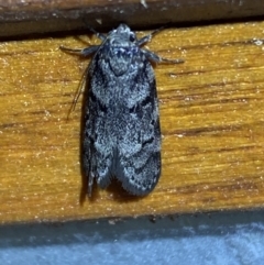 Philobota philostaura at Jerrabomberra, NSW - 22 Feb 2022 by Steve_Bok