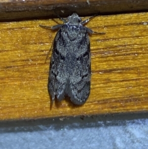 Philobota philostaura at Jerrabomberra, NSW - suppressed