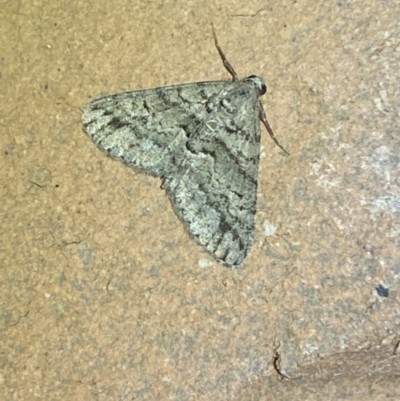 Lipogya eutheta (Grey Bark Moth) at Jerrabomberra, NSW - 22 Feb 2022 by SteveBorkowskis