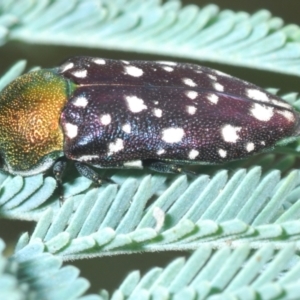 Diphucrania leucosticta at Coree, ACT - 22 Feb 2022