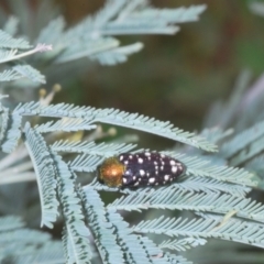 Diphucrania leucosticta at Coree, ACT - 22 Feb 2022