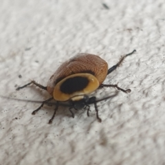 Ellipsidion australe at Turner, ACT - 23 Feb 2022