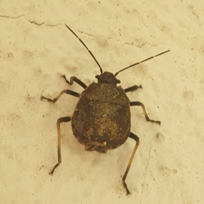 Platycoris rotundatus (A shield bug) at Turner, ACT - 22 Feb 2022 by LD12