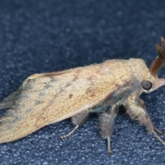 Entometa guerinii at Thredbo, NSW - 19 Feb 2022