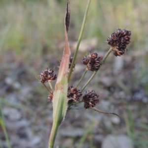 Luzula densiflora at Tennent, ACT - 9 Nov 2021