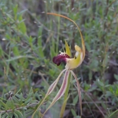 Caladenia parva (Brown-clubbed Spider Orchid) at Tennent, ACT - 9 Nov 2021 by MichaelBedingfield