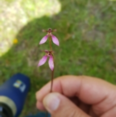 Eriochilus magenteus (Magenta Autumn Orchid) at Mt Holland - 9 Feb 2022 by danswell