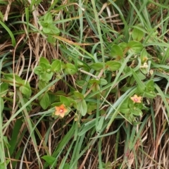 Lysimachia arvensis (Scarlet Pimpernel) at Molonglo Valley, ACT - 22 Feb 2022 by sangio7