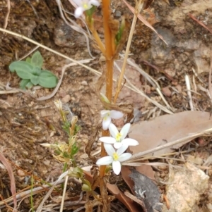 Centaurium tenuiflorum at Molonglo Valley, ACT - 22 Feb 2022 10:06 AM