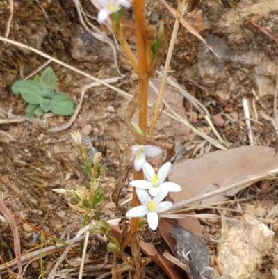 Centaurium tenuiflorum (Branched Centaury) at Molonglo Valley, ACT - 22 Feb 2022 by sangio7