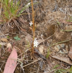 Centaurium tenuiflorum at Molonglo Valley, ACT - 22 Feb 2022 10:06 AM