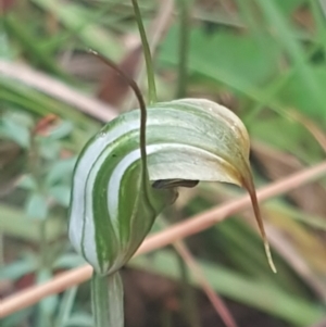 Diplodium aestivum at Cotter River, ACT - 22 Feb 2022