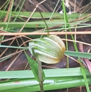 Diplodium aestivum at Cotter River, ACT - 22 Feb 2022