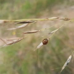 Harmonia conformis (Common Spotted Ladybird) at Mongarlowe River - 16 Jan 2022 by MelitaMilner