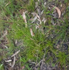 Rytidosperma pallidum at Mongarlowe, NSW - 16 Jan 2022