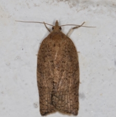 Meritastis (genus) (A Bell moth (Tortricinae)) at Melba, ACT - 28 Dec 2021 by kasiaaus