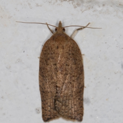 Meritastis (genus) (A Bell moth (Tortricinae)) at Melba, ACT - 28 Dec 2021 by kasiaaus