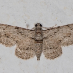 Chloroclystis insigillata (Chloroclystis insigillata) at Melba, ACT - 28 Dec 2021 by kasiaaus