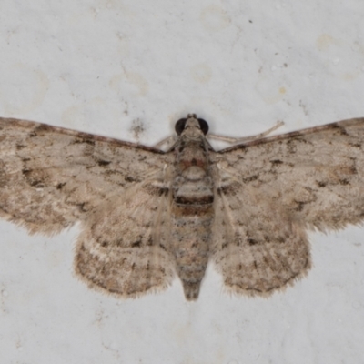 Chloroclystis insigillata (Chloroclystis insigillata) at Melba, ACT - 28 Dec 2021 by kasiaaus