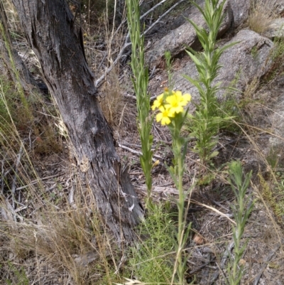 Madia sativa (Tarweed) at Booth, ACT - 22 Feb 2022 by JBrickhill