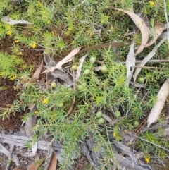 Persoonia chamaepeuce (Dwarf Geebung) at Mongarlowe, NSW - 16 Jan 2022 by MelitaMilner