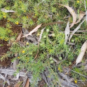 Persoonia chamaepeuce at Mongarlowe, NSW - 16 Jan 2022 01:10 PM