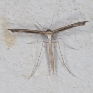 Stenoptilia zophodactylus at Melba, ACT - 28 Dec 2021