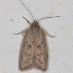 Heliocausta undescribed species (A Concealer moth (Wingia group)) at Melba, ACT - 28 Dec 2021 by kasiaaus