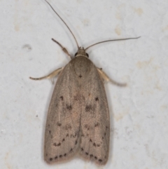 Heliocausta undescribed species (A concealer moth) at Melba, ACT - 28 Dec 2021 by kasiaaus