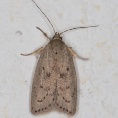 Heliocausta undescribed species (A Concealer moth (Wingia group)) at Melba, ACT - 28 Dec 2021 by kasiaaus