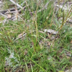 Hemarthria uncinata at Mongarlowe, NSW - 16 Jan 2022