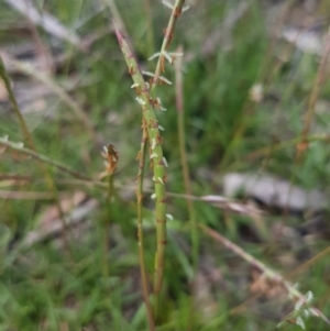 Hemarthria uncinata at Mongarlowe, NSW - 16 Jan 2022 01:50 PM