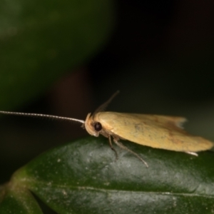 Aeolothapsa malacella at Melba, ACT - 28 Dec 2021