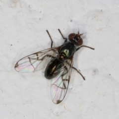 Rivellia sp. (genus) (Signal fly) at Melba, ACT - 28 Dec 2021 by kasiaaus