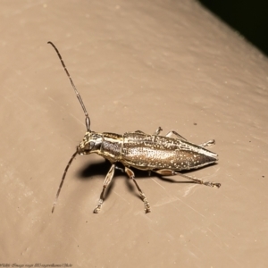 Temnosternus planiusculus at Acton, ACT - 23 Feb 2022