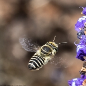 Megachile (Eutricharaea) serricauda at Macgregor, ACT - 23 Feb 2022 01:50 PM