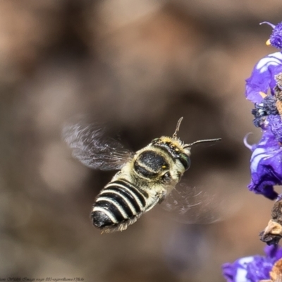 Megachile (Eutricharaea) serricauda (Leafcutter bee, Megachilid bee) at Macgregor, ACT - 23 Feb 2022 by Roger