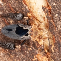 Ptilocnemus lemur (Feathered leg assassin bug) at Paddys River, ACT - 19 Feb 2022 by rawshorty