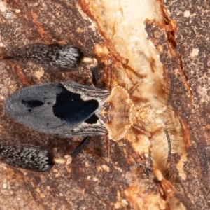 Ptilocnemus lemur at Paddys River, ACT - 20 Feb 2022