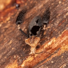 Ptilocnemus lemur at Paddys River, ACT - 20 Feb 2022