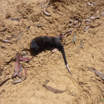 Hydromys chrysogaster (Rakali or Water Rat) at Coree, ACT - 12 Feb 2022 by rangerstacey