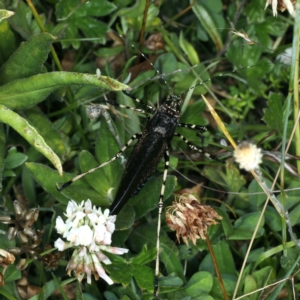 Acripeza reticulata at Pilot Wilderness, NSW - 19 Feb 2022