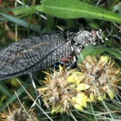 Acripeza reticulata at Pilot Wilderness, NSW - 19 Feb 2022