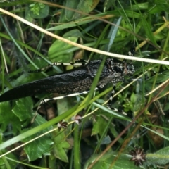 Acripeza reticulata at Pilot Wilderness, NSW - 19 Feb 2022